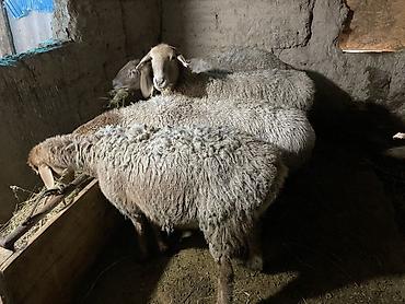 Баран, овца: Продаю | Овца (самка) | Для разведения | Матка — 8