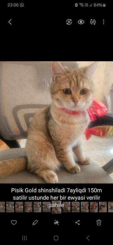 Pişiklər: Erkək, Ünvandan götürmə — 16