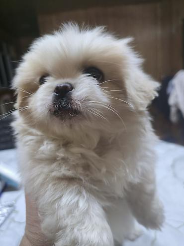 İtlər: Pekines, 2 ay, Dişi — 16