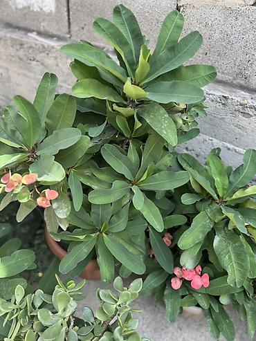 Молочаи: Молочай Милля (Euphorbia milii) в горшках — декоративно-цветущее — 1