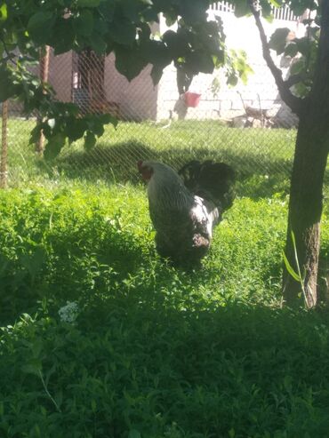 toyuq satilir: Salam aleykum. Dark Brahma xoruzu satılır. cavan heyvandi. istəyən