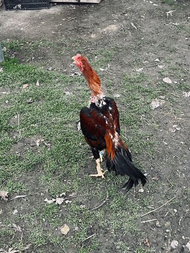 Xoruzlar: Heyratı xoruz satılır 1 il 3 aylıq. Cins: Uzunboyun, sərt bədən — 3