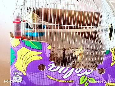 pulsuz heyvanlar verilir: Nymph quşları (Cockatiel) – cütlük, qəfəs və aksesuarlarla Məhsul — 3