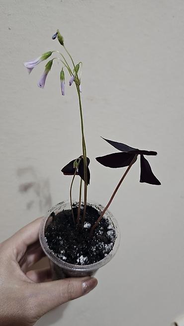 Другие комнатные растения: Кислица
Оксалис 
oxalis 
🦋 
бабочка — 1