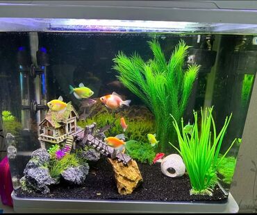 Toxumlar: Akvarium, iç dizaynı ve 3 nov ferqli baliq 400 azne alinib. Kocme