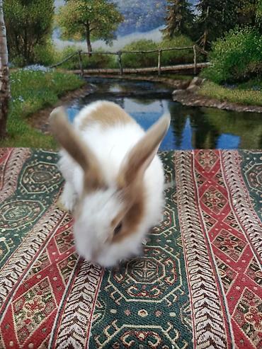 Dovşanlar: Dovşan Ag kariçni Yarı cırtdan çox gözəl Sort dovşandı. Şəkillərdə — 6