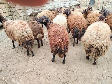 Qoyunlar, qoçlar: Satılır: Qoyun sürüsü - Növ: yerli xalı/xar (uzunquyruq, yağlı — 8