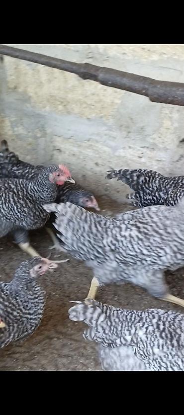 hind quslari: Toyuq cücələri, Damazlıq — 2