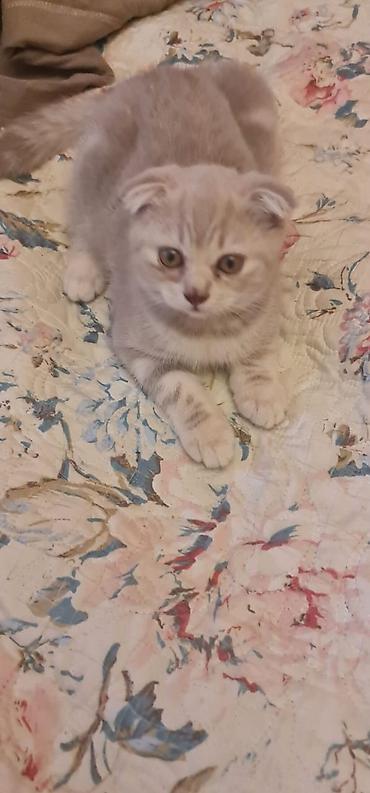 Pişiklər: Şotland — 10