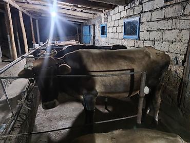 кара продажа: Продаю | Корова (самка) | Полукровка | Для молока | Привязанные — 10