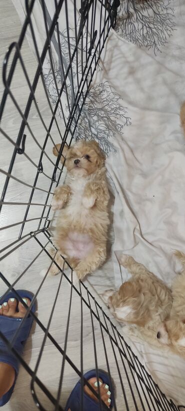 İtlər: 4 ay, Dişi, Peyvəndli, Ünvandan götürmə — 9