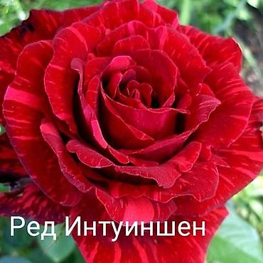 сливы казанской пантеры: Продаю корни роз, оптом и в розницу. Есть в наличии Кустовые — 9