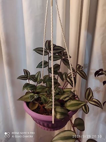 nokia yarpaq: Tradescantia zebrina dekorativ otaq bitkisi. - Yarpaqlar — 3