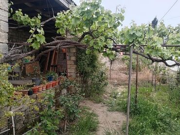 Kürdexanı Zeytun Park, Al marketin arxası 5 sot heyet satılır elim