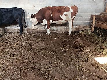 Продам с/х животных: Продаю | Бык (самец) | Полукровка | На откорм | Привязанные — 2