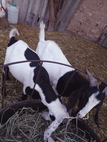 Козы, козлы: Продаю | Козёл (самец) | Зааненская | Для разведения | Племенные — 21