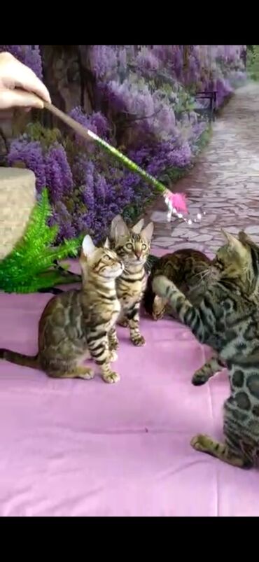 Продажа кошек: Бенгальские котята Проф.Питомник Бен Гла Мур предлагает.чудесных — 15