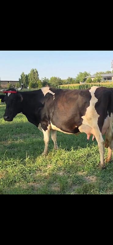Inəklər, öküzlər: Satılır: inək və balası - Cins: qara-ağ alaca süd tipli inək - — 6