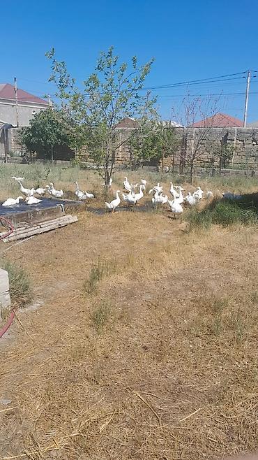 yerli qaz: Ağ qaz sürüsü 2 ayliq - Ağ rəngli, iri cins ev qazları - Təmiz həyət — 1