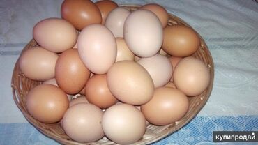 Птицы: Продаю инкубационные яйца домашних кур мясояичного направления