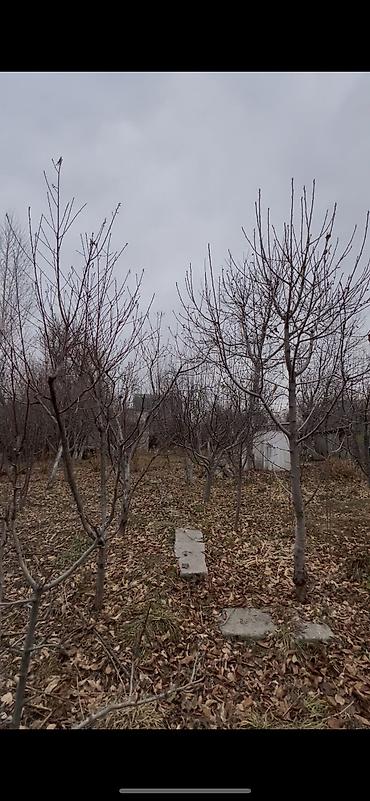 Продажа участков: 5 соток, Договор купли-продажи, Тех паспорт at lalafo.kg — 2 Продажа участков: 5 соток, Договор купли-продажи, Тех паспорт — 2