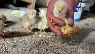 bmw 3 серия 320d at: Toyuq cücələri, Damazlıq, Pulsuz çatdırılma