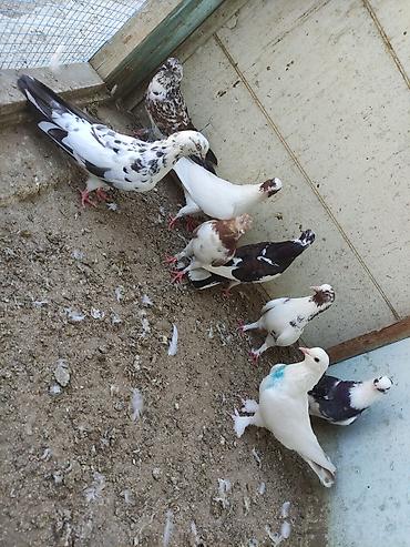 bulbul quşu satışı: Salam 8 ədəd tutulma, sağlam quşlardır. Hamısı 35 AZN Əbreş ərkey — 7