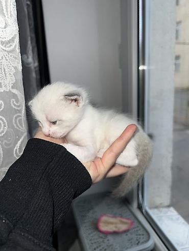 Pişiklər: Siam, Erkək — 8