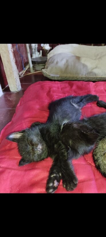бенгальская кошка окрасы: 1 месяц, Мальчик, Приучена к лотку
