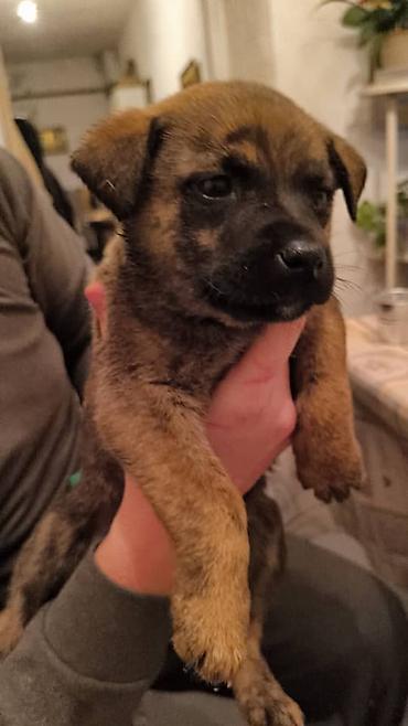 Отдам даром собаку: ПРИЮТ СОБАЧЕК большой выбор много красивых щенков и умных собак. ВСЕ — 15