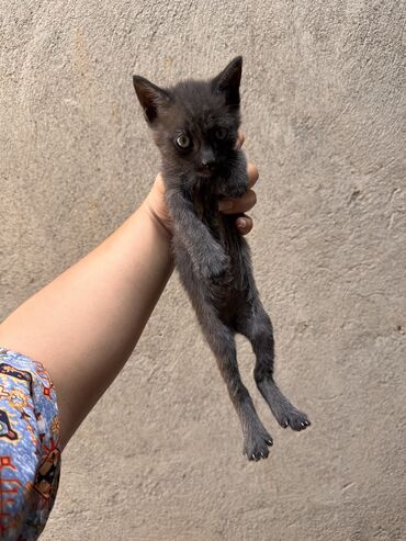 корм для кошек и котят: Кошка даром: Беспородная, 3 месяца, Мальчик