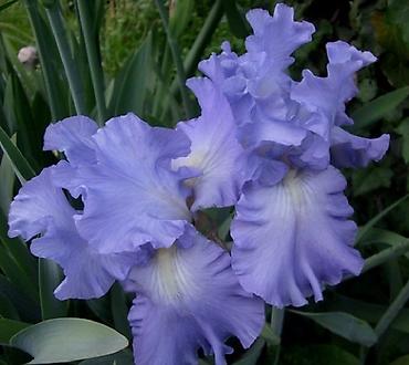 Другие садовые цветы и кустарники: Садовые растения - кустарники ( вейгела пестролистная, рябинник — 17