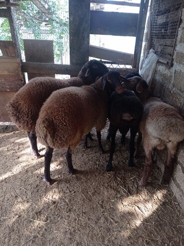 Qoyunlar, qoçlar: Erkək, Qala, il: 1, 75 kq, Damazlıq, Ünvandan götürmə -da lalafo.az — 5 Qoyunlar, qoçlar: Erkək, Qala, il: 1, 75 kq, Damazlıq, Ünvandan götürmə — 5