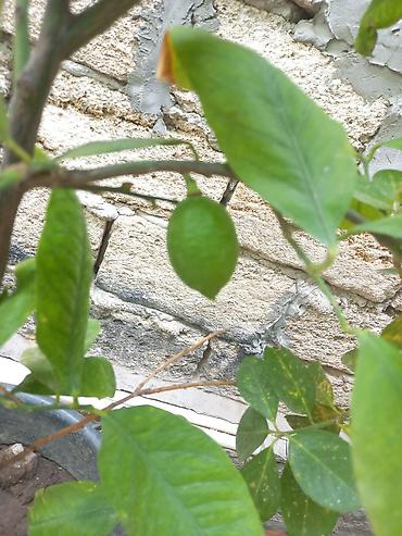 limon ağaçı: Limon agaci 2 eded. Birinin ustunde 1 eded limon var sekilde — 3