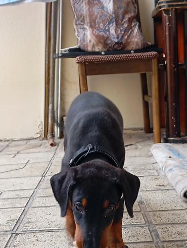 i̇t doberman: Doberman, 2 ay, Dişi, Ünvandan götürmə — 3