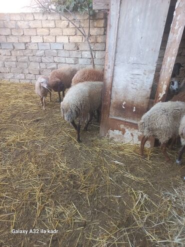 Qoyunlar, qoçlar: Qoç satılır .buynuzlu qoç 650 manata beyləqan 1000 manat sonudu.qoyun -da lalafo.az — 7 Qoyunlar, qoçlar: Qoç satılır .buynuzlu qoç 650 manata beyləqan 1000 manat sonudu.qoyun — 7