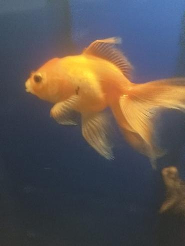 Balıqlar: Salam hazir bala veren iri olculu,papaqli arandalar satilir. Olcusu 15 — 10