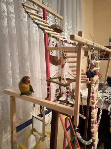 барби шкаф для одежды: Игровой стенд для попугаевпопугаи целый день проводят в нем и не