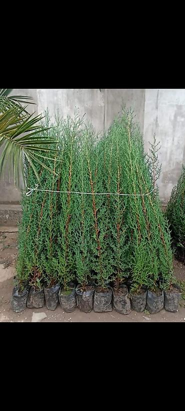 agaclar: Thuja (arborvitae) əkiləcək tinglər - Növ: həmişəyaşıl iynəyarpaq — 1