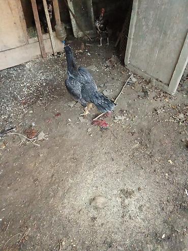 australorp toyuq satilir: Heyrati Atasını 7 meydanda qalib gəlib, balalarınında meydanı var — 4