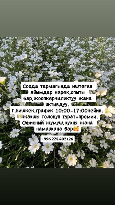 ищу работу город бишкек: Ищем администратора-помощника для работы в офисе. Основные задачи