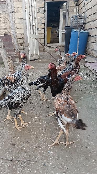 pon pon toyuqlari: Pileymut heyratılar 5 aylıqdırlar beceler 50 manat fereler 40 manat — 7