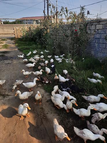 qara xoruz: Məhsul: Ev quşları – ördəklər (qarışıq sürü) Təsvir: - Fotoşəkillərdə — 6