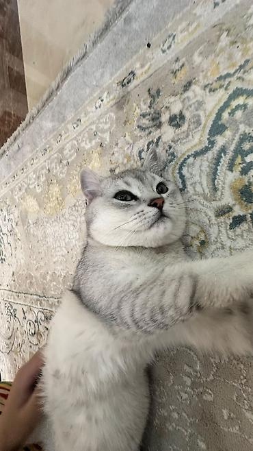 кошк: Ит кууту: Скотиш Страйт (Шотландиялык тик кулактуу), Эркек, 1 жаш, Боз — 2