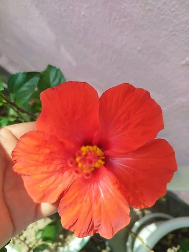 xoruz otu bitkisi: Qırmızı hibiskus (Çin qülü) – dekorativ çiçəkli ev və bağ bitkisi - — 4