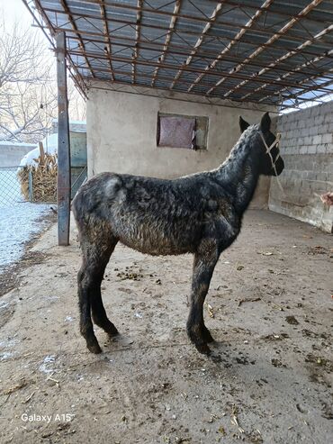 Другие с/х животные: ТАЙЛАР сатылат баасы 58 000 сом денсоолугу зынк at lalafo.kg — 7 Другие с/х животные: ТАЙЛАР сатылат баасы 58 000 сом денсоолугу зынк — 7