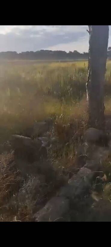 Torpaq sahələrinin satışı: 14 sot, Kənd təsərrüfatı, Mülkiyyətçi, Bələdiyyə — 14