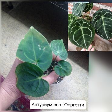 водные растения: Продаю Антуриум 500