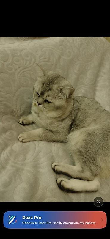 шотландская кошка сколько стоит: Кошка даром: Скотиш Страйт (Шотландская прямоухая), 2 года, Мальчик, Приучена к лотку, Проглистована, С документами — 3