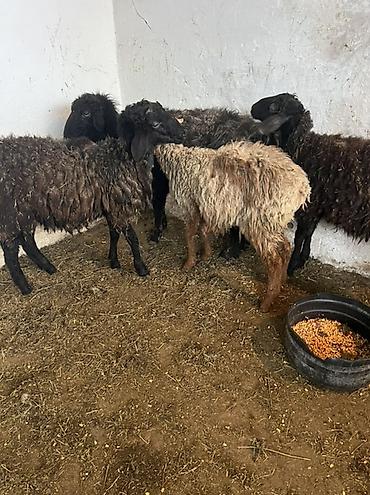 Баран, овца: Продаю | Овца (самка) | Для шерсти | Ярка — 5